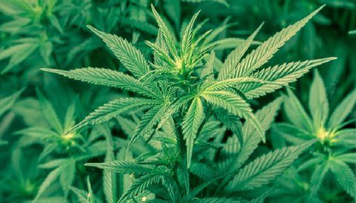 Cannabis-riski-ispolzovaniya