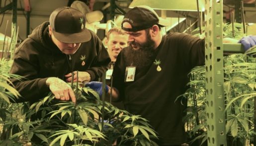 marijuana_growers