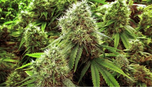 medical-marijuana-advisory