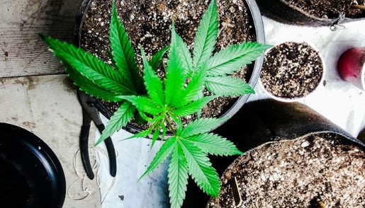 growing-cannabis-seeds