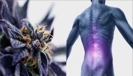 Marijuana-and-Chronic-Pain