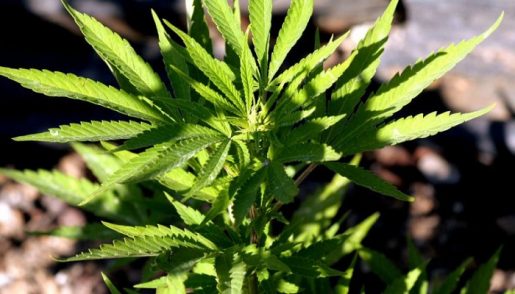 med-kannabis-v-oregone