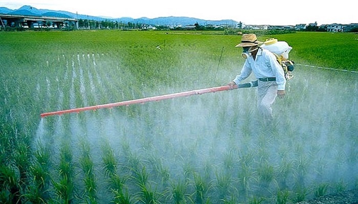 Тестирование конопли на пестициды