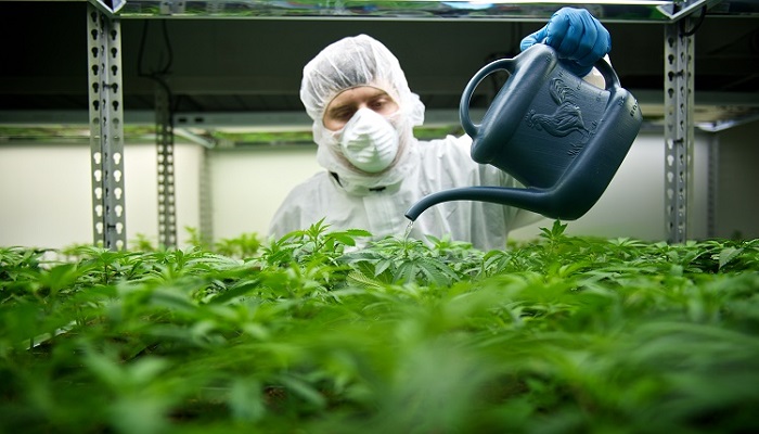 Пестициды и марихуана
