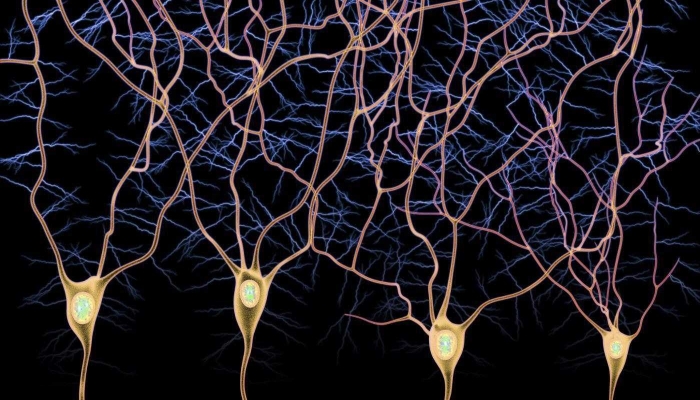 Рецепторные взаимодействия нейронов с энддоканнабиноидами