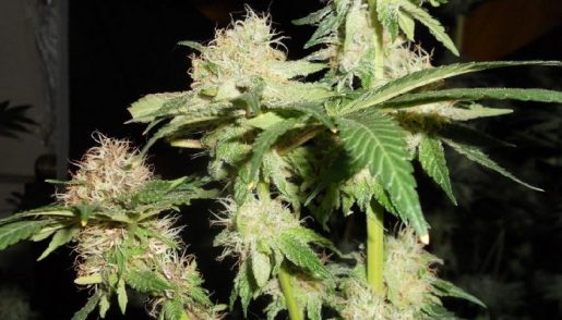 обзор сорта Magic Bud