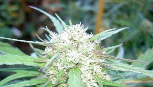 обзор сорта Top Skunk 44
