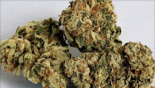 обзор сорта Black Rhino OG Kush