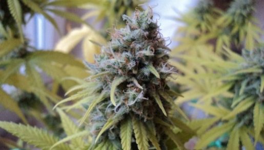 обзор сорта Blue Widow