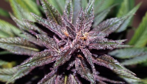 обзор сорта Pakistan Chitral Kush