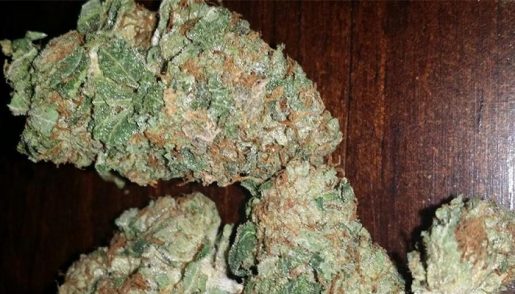 обзор сорта White Haze