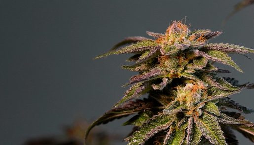 la-confidential-cannabis-1280x800