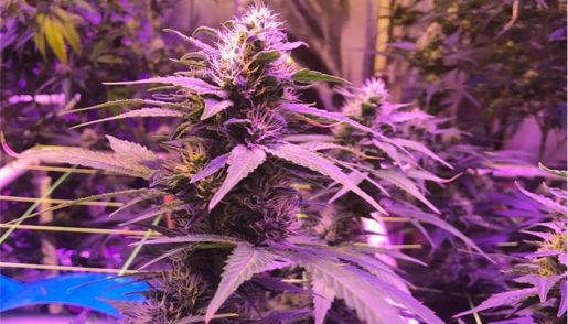 purple-kush-strain