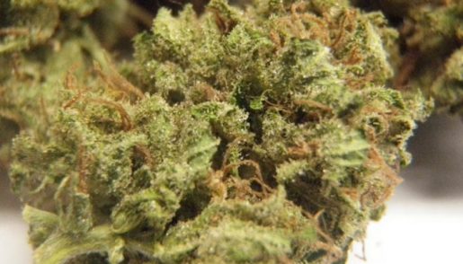обзор сорта shiva
