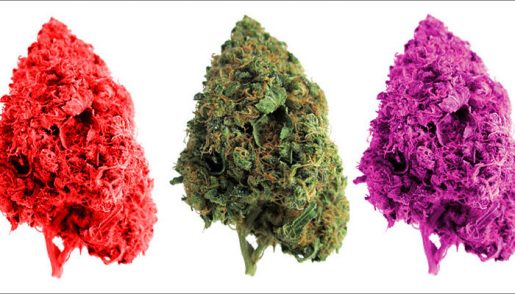 Описание сорта Chem Berry