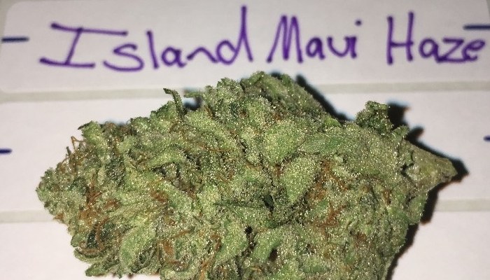 Опис сорту Island Maui Haze