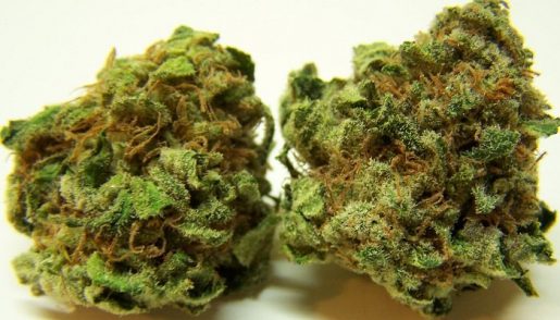 Описание сорта Lamb’s Breath