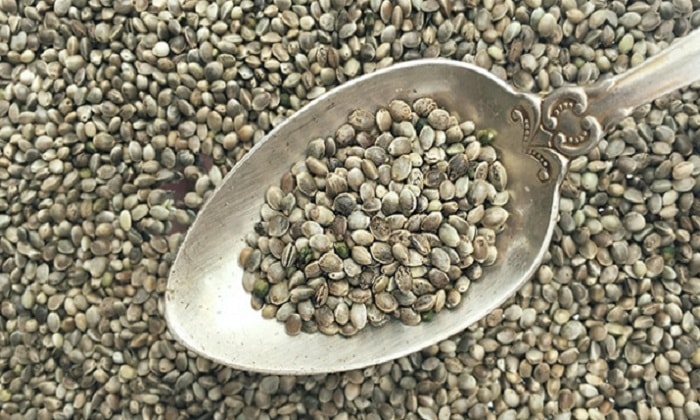 Семена конопли — идеальный источник пищевого белка