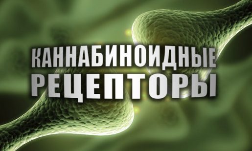 эндоканнабиноидная система