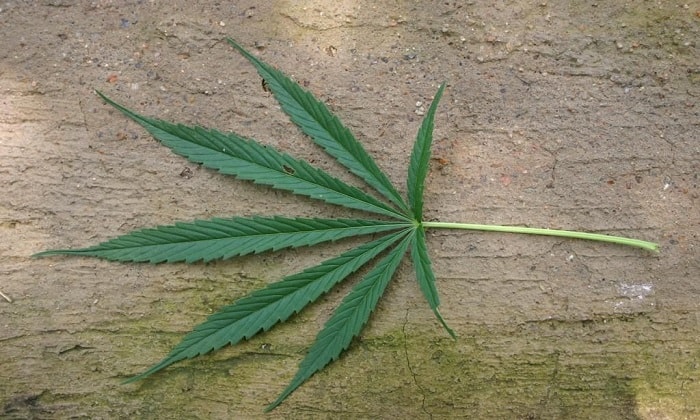 Все о индийских сортах марихуаны луковичный браузер тор hydra2web