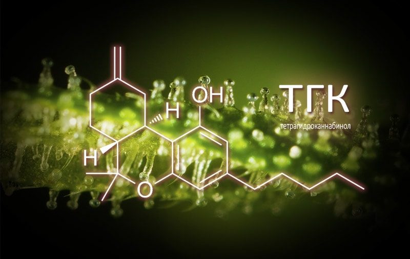 Рецептор, который отвечает за кайф от ТГК