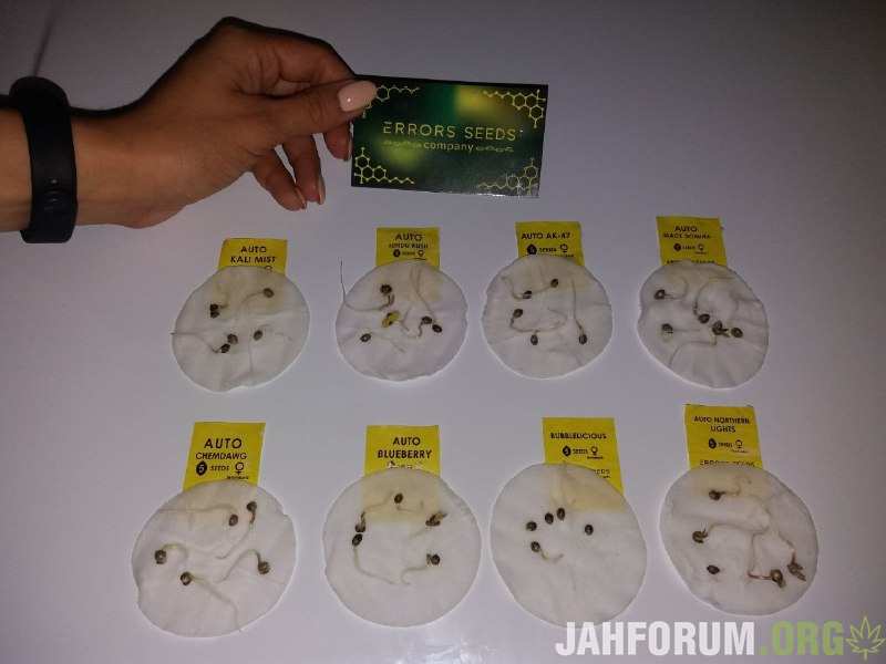 Тестирование прорастаемости семян конопли от сидбанка Errors Seeds