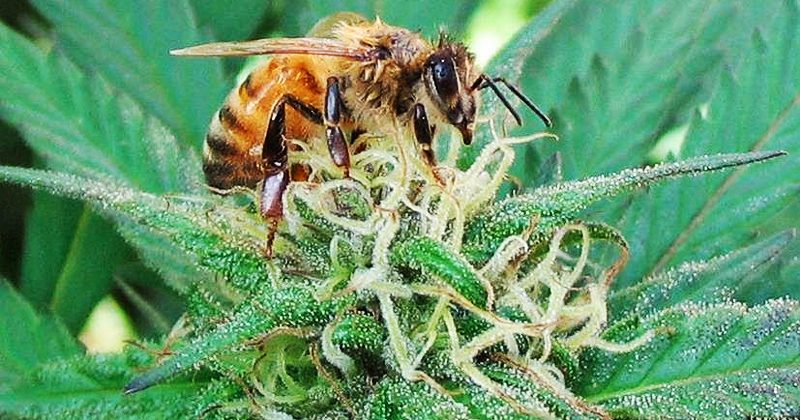 Исследование: Конопля является потенциальным источником пыльцы для пчёл