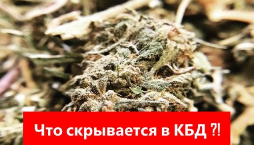 cbd, кбд, каннабидиол, что такое кбд, кбд это, всё о кбд, масло кбд это, что такое каннабидиол, каннабидиол это, каннабидиол масло, cannabidiol, cannabidiol to, and cannabidiol,of cannabidiol in, weed, марихуана, тгк, конопля, каннабис,