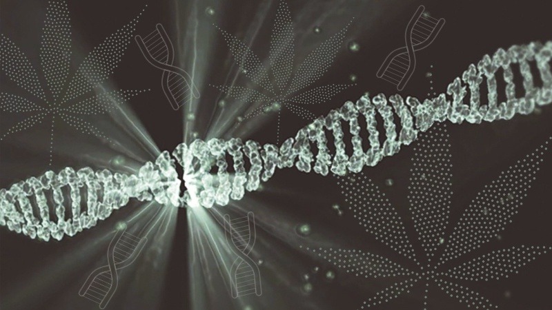 Как анализ ДНК поможет выбрать сорт каннабиса?