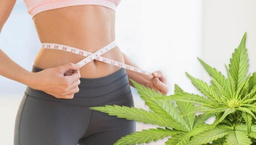Легализация марихуаны снижает уровень ожирения: новое ислледование!