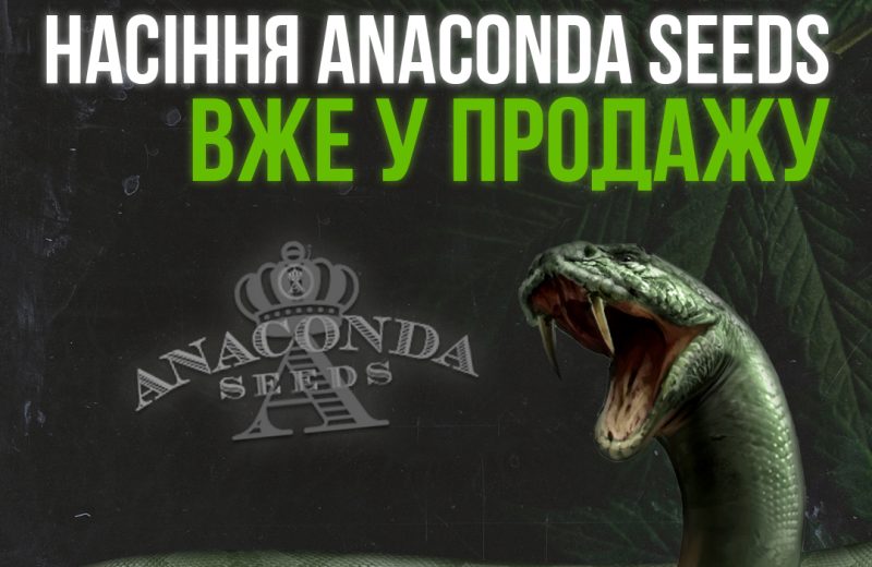 Новое поступление Anaconda Seeds!