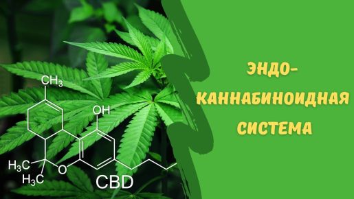 Эндоканнабиноидная система и её роль в здоровье кишечника