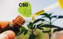 Популярность продуктов с CBD (КБД)