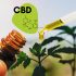 Популярность продуктов с CBD