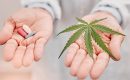 Медицинский каннабис: новые исследования о пользе CBD в борьбе с хронической болью