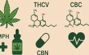 Малоизвестные каннабиноиды: THCV, CBN, CBC — их медицинский потенциал