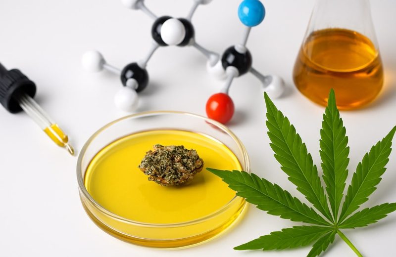 каннабиноиды ганжи