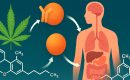 Метаболизм каннабиноидов в организме