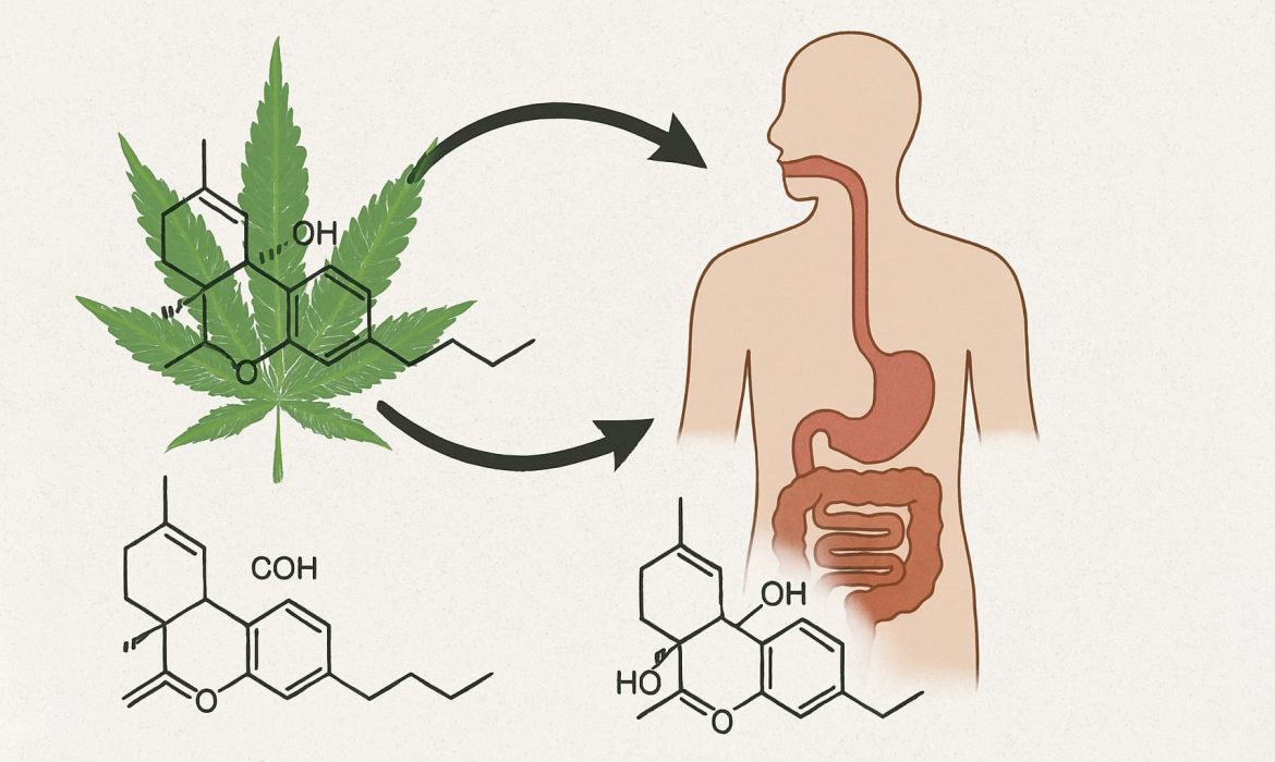 ганжа метаблизм