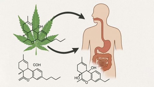 ганжа метаблизм