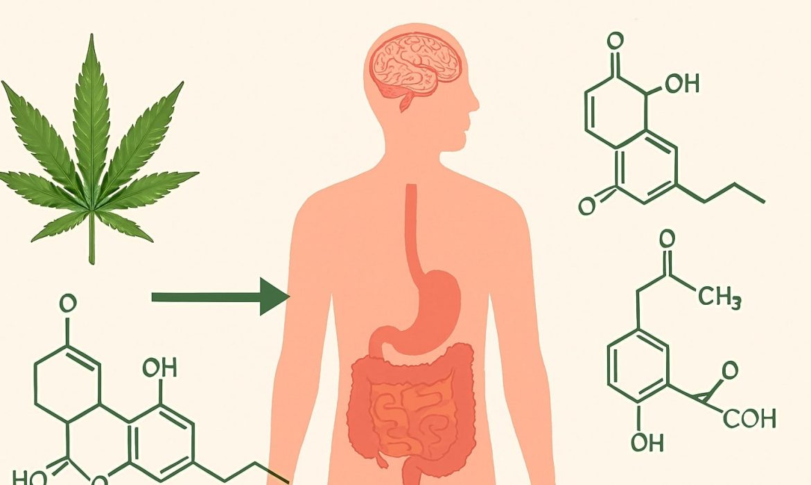 метаболизм ганжи