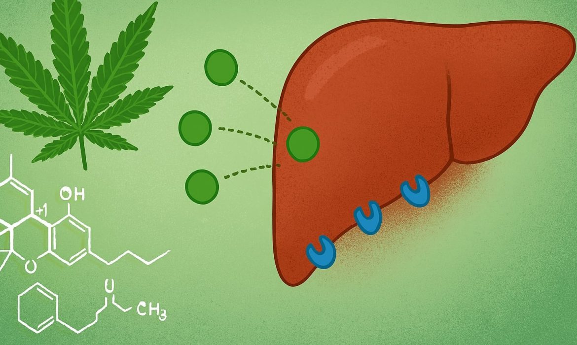 Физиологическое воздействие каннабиноидов на клетки печени