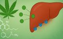 Физиологическое воздействие каннабиноидов на клетки печени