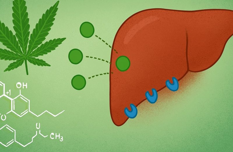 печень и конопля
