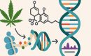 Влияние каннабиноидов на эпигенетику и экспрессию генов