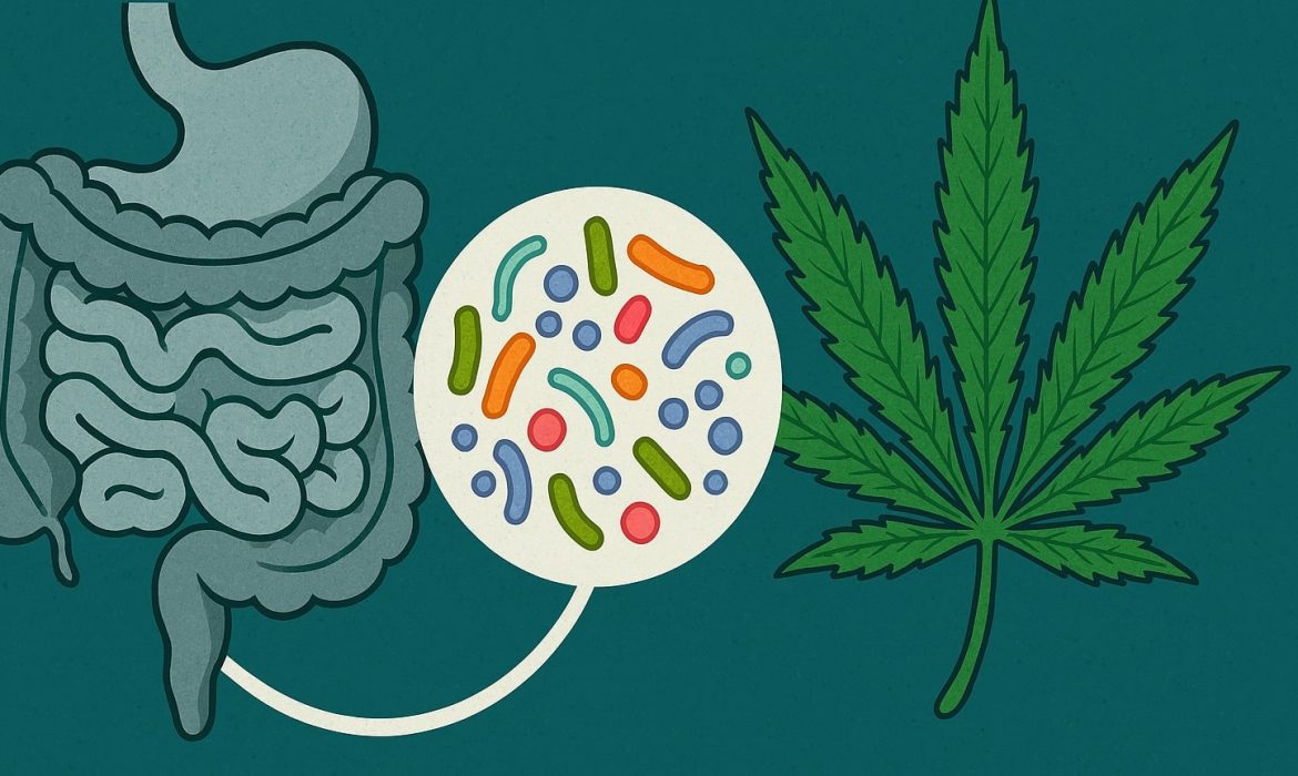 Каннабис как модификатор микробиома кишечника