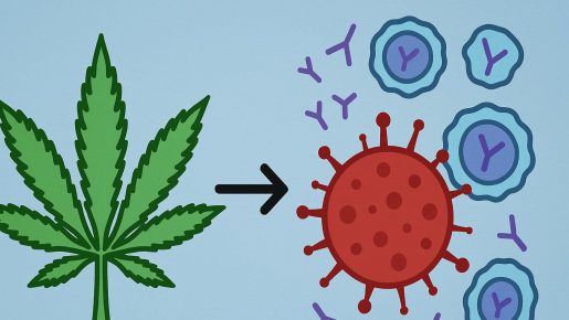 каннабис и аутоимунные заболевания